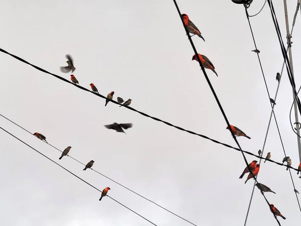 Aves vermelhas em linhas elétricas — Fotografia de Stock