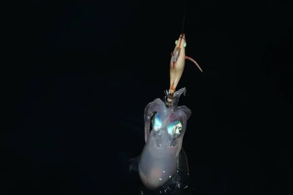 Hooked Squid cuttlefish underwater at night while being fished — Stock Photo, Image