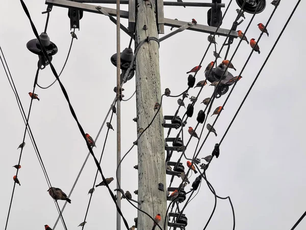 Aves vermelhas em linhas elétricas — Fotografia de Stock