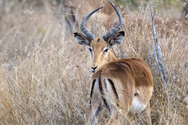 kruger park güney afrika impala