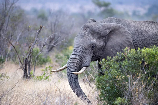 Слон во время еды фрукты марула дерево в парке Крюгер на юге Африки — стоковое фото