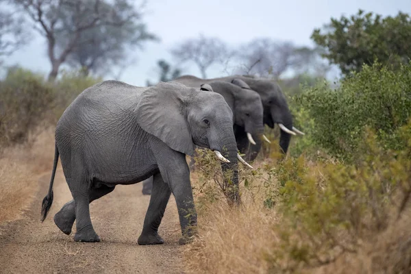 南アフリカのクルーガー公園の象群が道路を渡り — ストック写真