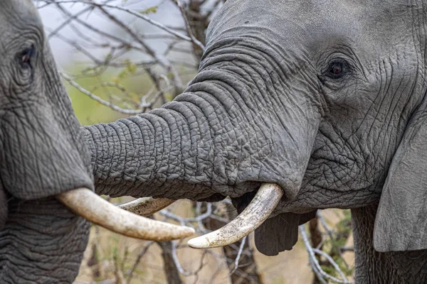 Слон играет в Крюгер Парк Южная Африка — стоковое фото