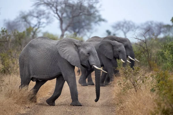 Группа слонов в парке Крюгера на юге Африки, переходящая дорогу — стоковое фото