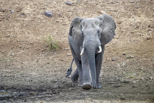 南アフリカのクルーガー公園にいるゾウが — ストック写真