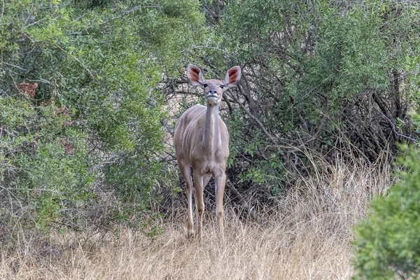 Kvinnlig större kudu afrikansk antilop i Kruger Park tittar på dig — Stockfoto
