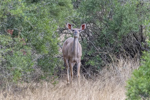 Hembra antílope africano kudu mayor en Kruger Park mirándote —  Fotos de Stock