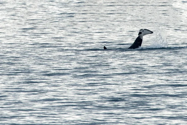 Orca Cola abofeteando en el mar Mediterráneo — Foto de Stock