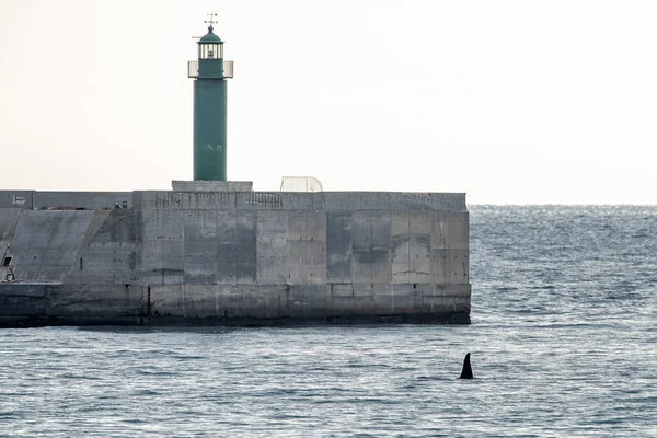 在地中海的热那亚湾内的Orca Tail — 图库照片