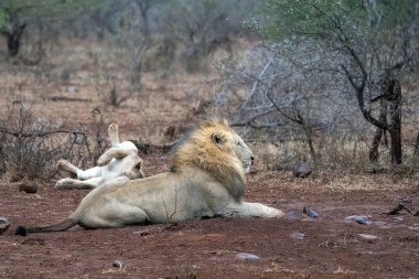Afrika 'nın güneyindeki Kruger Park' ta çiftleşen erkek ve dişi aslanlar.