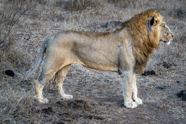 Afrika 'nın güneyindeki Kruger Park' ta avlanmak için erkek aslan.