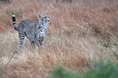 Afrika 'da avlanırken Kruger Park' ta çita portresi