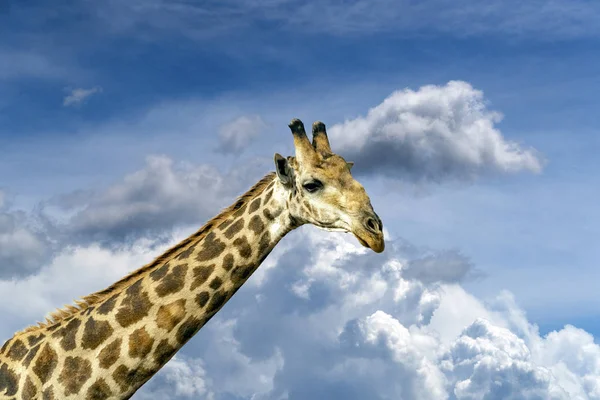 Giraffe in kruger park south africa isolated on cloudy sky — Stock Photo, Image