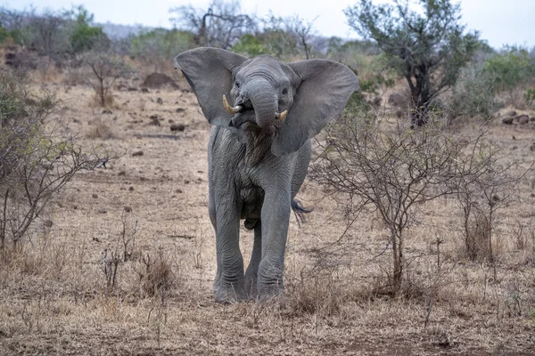 Otwarte uszy słoń w kruger Park Południowej Afryki gotowy do ładowania — Zdjęcie stockowe