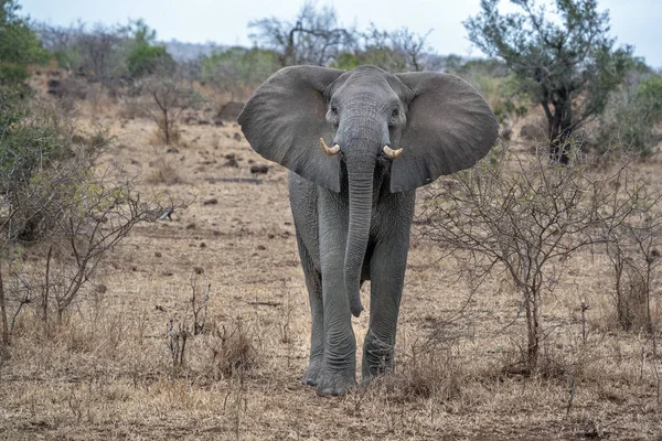 クルーガー公園のオープン耳象南アフリカ充電する準備ができて — ストック写真