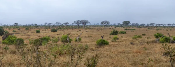 Jirafa en kruger park sur africa panorama paisaje —  Fotos de Stock
