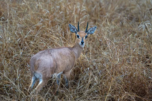 Steenbok masculino en el parque Kruger — Foto de Stock