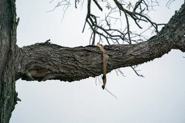 クルーガー・パークの木の上で死んだインパラ — ストック写真
