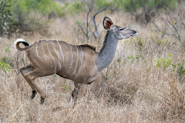 Greater kudu african antelope running in Kruger Park — Stock Photo, Image