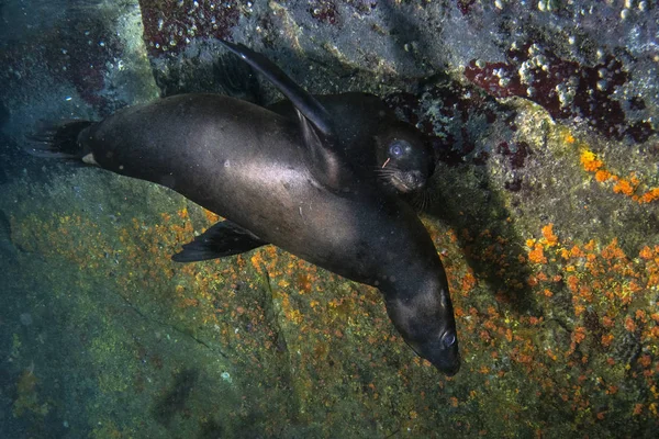 Deniz aslanı dalış galapagos sualtı mühür — Stok fotoğraf