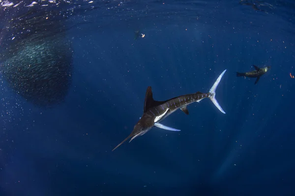 Randig marlin och sjölejon jagar i sardin bete boll i Stilla havet — Stockfoto