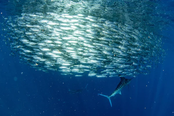 Gestreifter Marlin und Seelöwe jagen in Sardinenköderball im Pazifik — Stockfoto