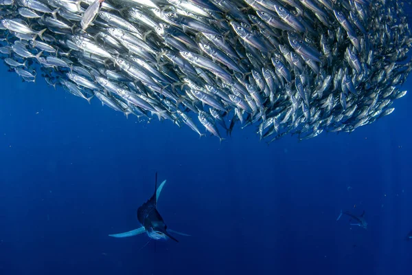 Striped marlin and sea lion hunting in sardine bait ball in pacific ocean — Stock Photo, Image
