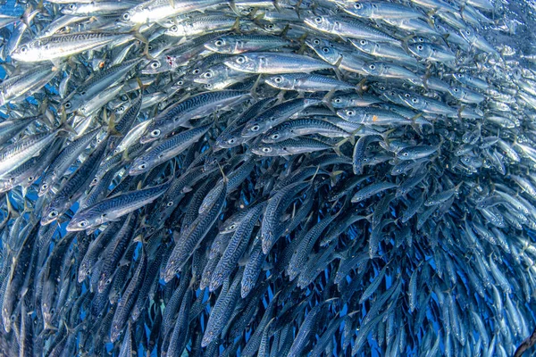 Szardínia iskola a halak a víz alatti közelről — Stock Fotó