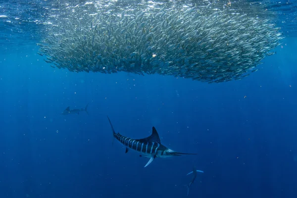 Marlin rayado y caza de leones marinos en bola de cebo de sardina en el océano Pacífico —  Fotos de Stock