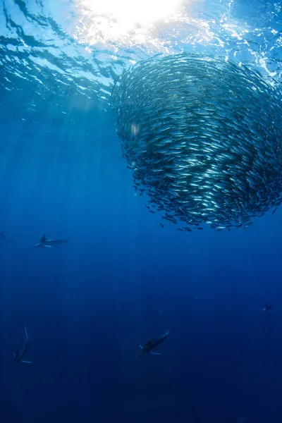 Espadim listrado e caça de leões marinhos em bola de isca de sardinha no oceano pacífico — Fotografia de Stock