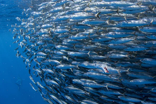 Striped marlin and sea lion hunting in sardine bait ball in pacific ocean — Stock Photo, Image