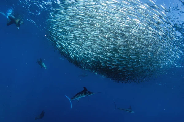 Espadim listrado e caça de leões marinhos em bola de isca de sardinha no oceano pacífico — Fotografia de Stock