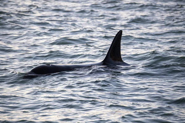 Orca zabójca wieloryb w Morzu Śródziemnym — Zdjęcie stockowe