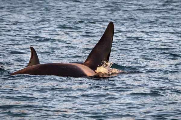 Akdeniz 'de katil balina. — Stok fotoğraf