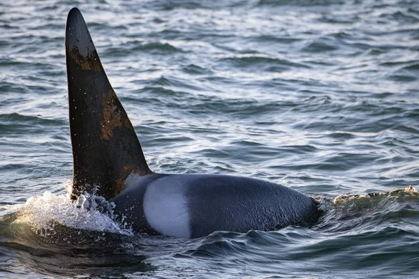 Orca вбивця кит чоловічий фін в середземному морі — стокове фото