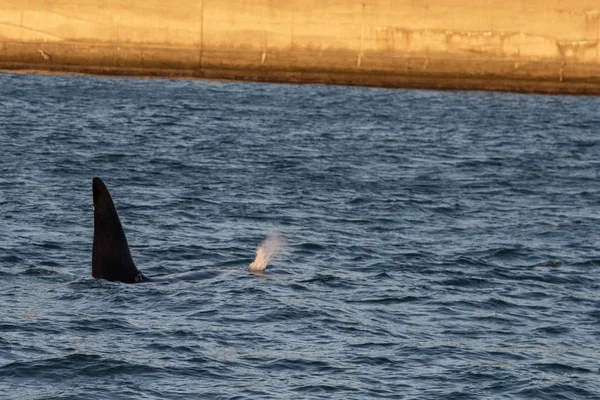 Orka orka orka in Genua Habor in de Middellandse Zee — Stockfoto