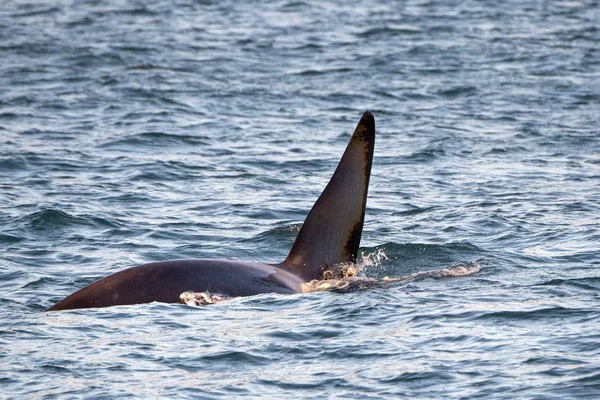 Akdeniz 'de katil balina erkek yüzgeci — Stok fotoğraf