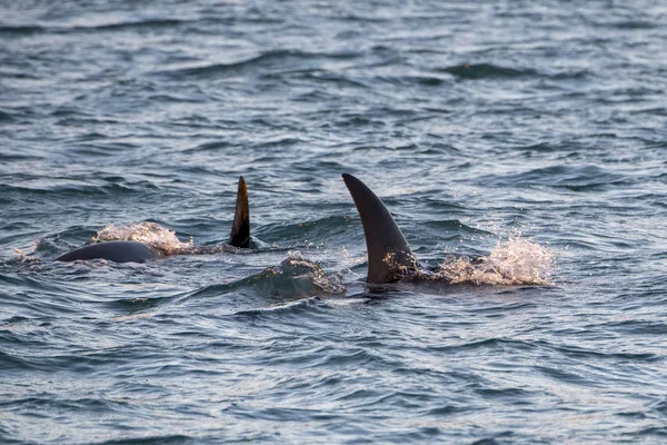 Orka orka orka in Middellandse Zee bij zonsondergang — Stockfoto