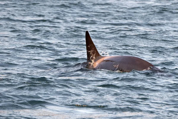 日没時に地中海のオルカ・キラークジラ — ストック写真