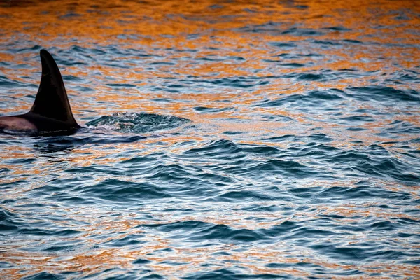 Orca baleia assassina no mar Mediterrâneo ao pôr-do-sol — Fotografia de Stock