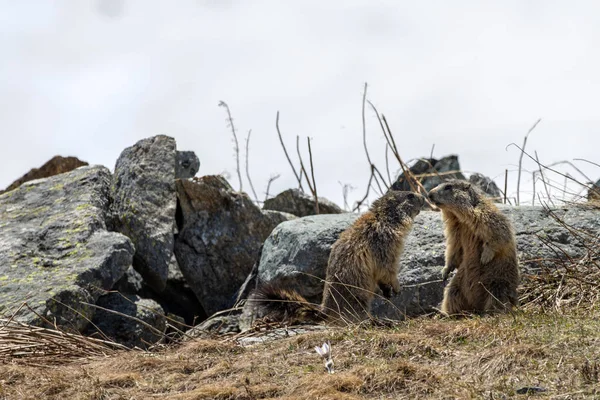 Marmot mormota harcol az alpesi tájban — Stock Fotó