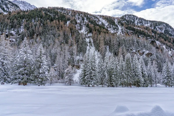 Сосна покрытая снегом в горах — стоковое фото