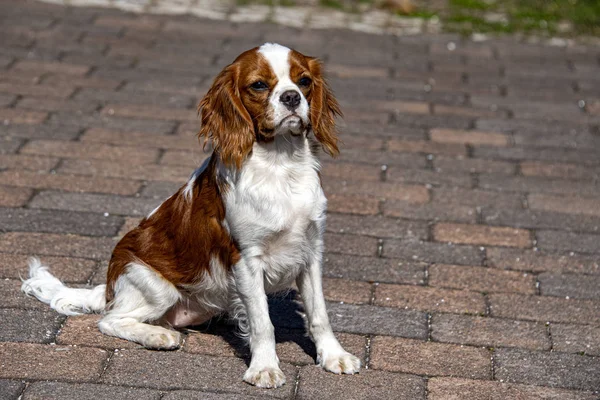 Nyfødte Beagle Hund Portræt Kommer Til Dig — © izanbar #481626950