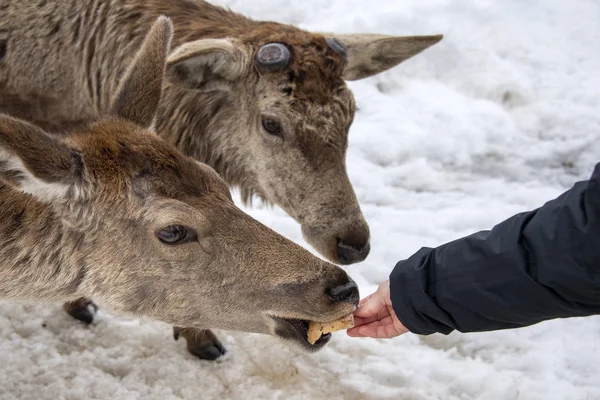 Человеческая рука кормит оленей на снегу — стоковое фото