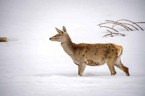 Portret jelenia na tle śniegu — Zdjęcie stockowe