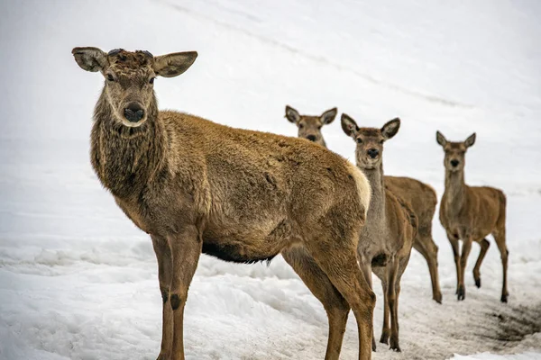 Cervo ritratto di famiglia su sfondo neve — Foto Stock