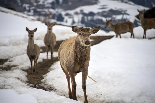 Cervo ritratto di famiglia su sfondo neve — Foto Stock