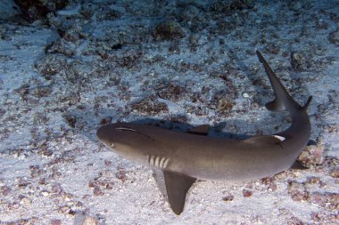 Beyaz uçlu köpekbalığı denizin dibinde dinleniyor. 