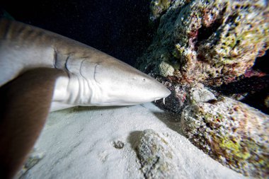 Hemşire köpekbalığı yakın çekim siyah geceleri