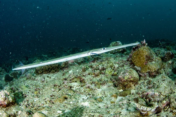 Flute trumpet fish while diving indonesia detail — Stock Photo, Image